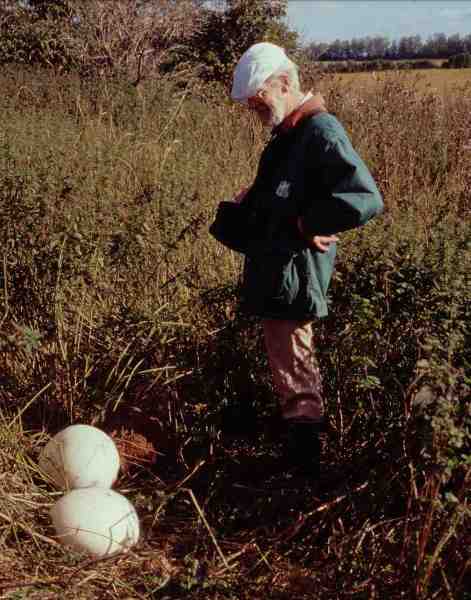 Riesen-Staeubling-Calvatia gigantea