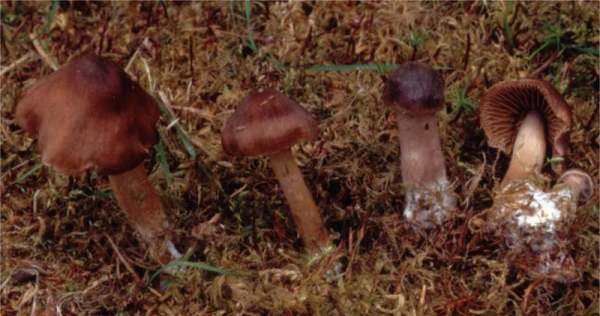 Weinbrauner Wasserkopf-Cortinarius badiovinaceus