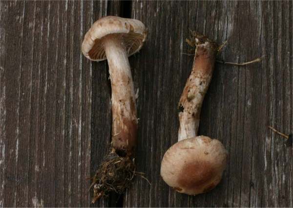 :-Cortinarius disjungendus