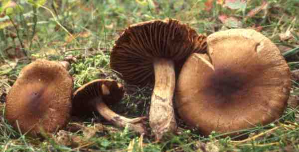 Schwarzgegürtelter Gürtelfuss-Cortinarius fuscoperonatus