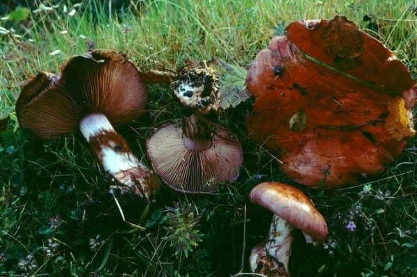 :-Cortinarius ionodactylus