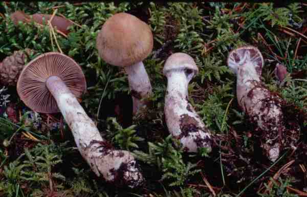 :-Cortinarius poppyzon