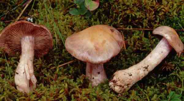:-Cortinarius quarciticus
