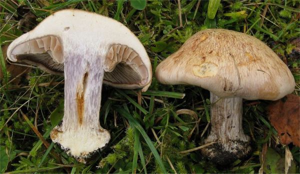:-Cortinarius subhygrophanus