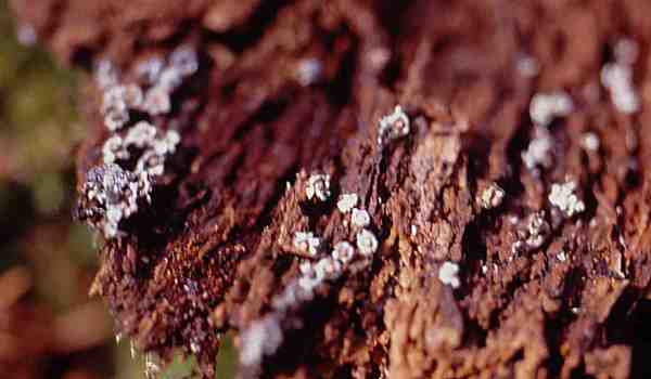 ?-Diderma radiatum