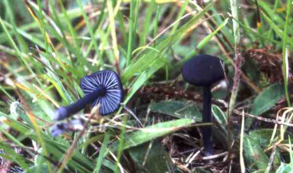 Blaublättriger Zärtling-Entoloma chalybeum var. chalybeum