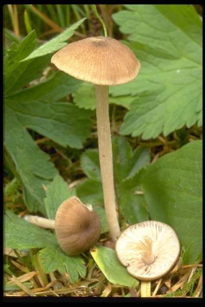 Löwenfarbiger Rötling-Entoloma leochromus