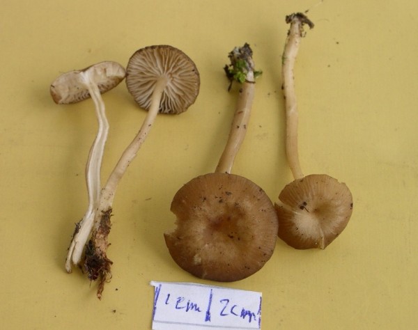 Weissblättriger Russhelmling-Fayodia leucophylla