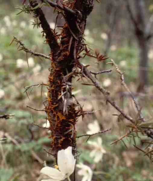 Weissdorngitterrost-Gymnosporangium clavariiforme