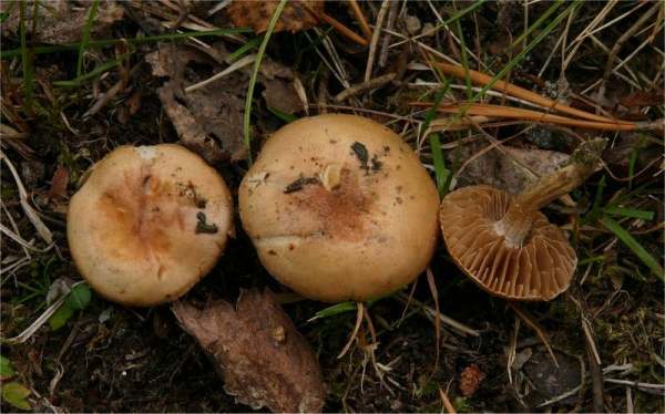 Dunkelbrauner Fälbling-Hebeloma vaccinum