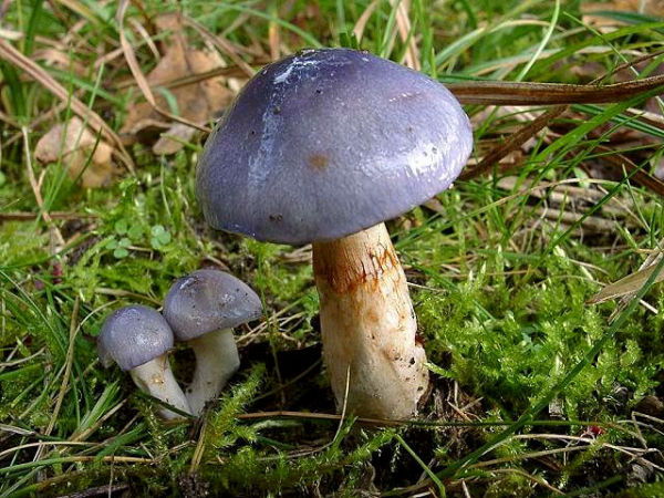 Violettblättriger Schleimfuss-Cortinarius delibutus