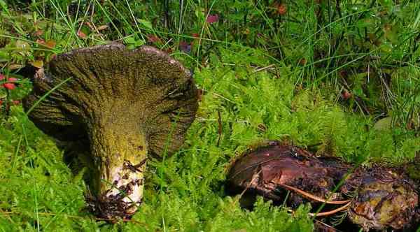 :-Hypomyces tulasneanus