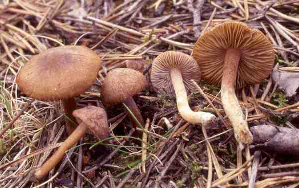 Bereiftknolliger Risspilz-Inocybe tjallingiorum