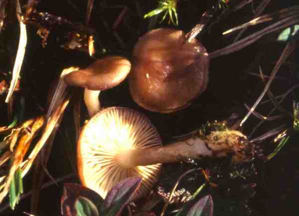 Falscher Violettmilchling-Lactarius pseudouvidus