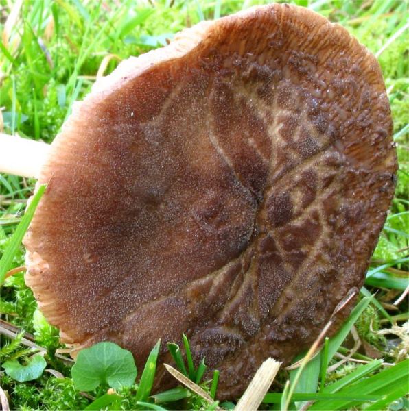 Rosastieliger Dachpilz-Pluteus roseipes