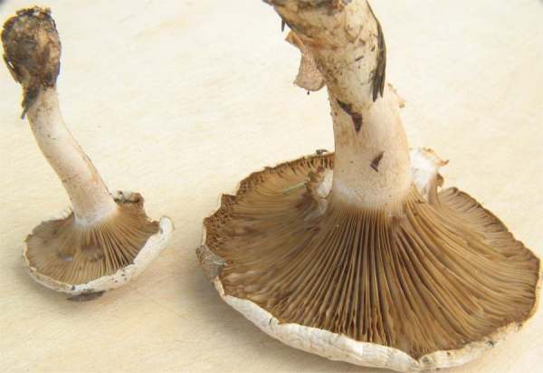 Gebuckelter Filzkrempling-Ripartites helomorphus