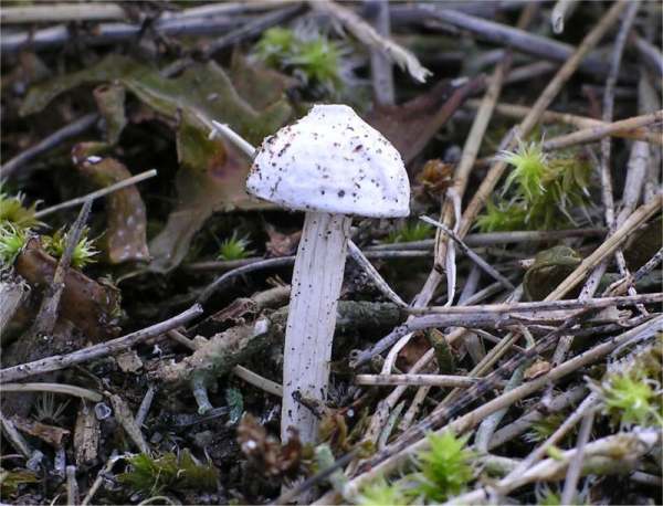 : Stielbovist-Tulostoma kotlabae