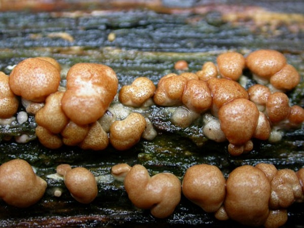 Rotbrauner Scheibenpustelpilz-Trichoderma viride