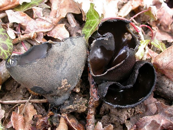 Schwarzer Kelchpilz-Urnula craterium