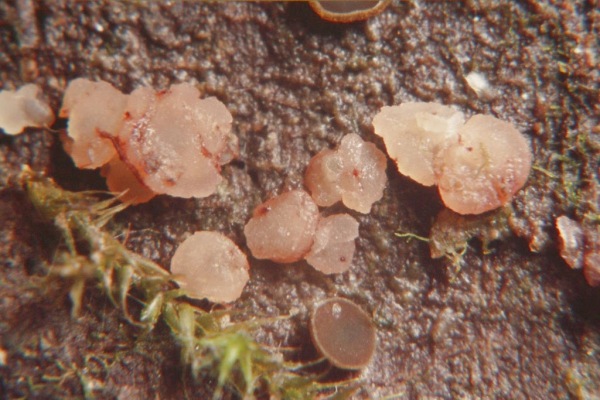 :-Pezizella parilis