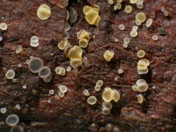Gedrängtwachsendes Holzbecherchen-Hyaloscypha vitreola