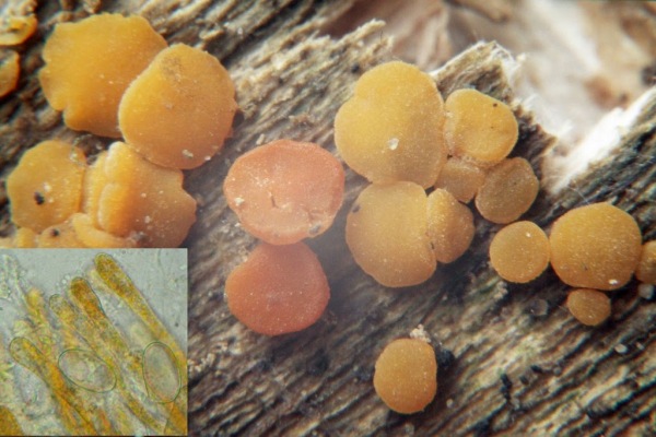 : Miladina-Miladina lecithina