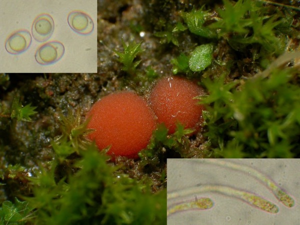 :-Octospora rustica