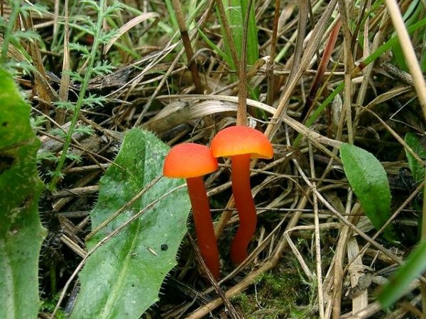 Mennigroter Saftling-Hygrocybe miniata