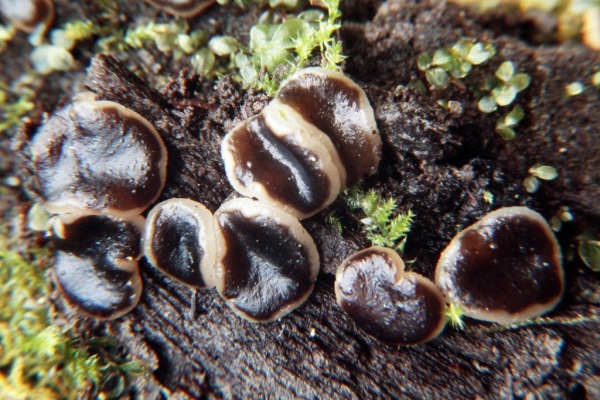 Dickbecherling-Psilopezia nummularia
