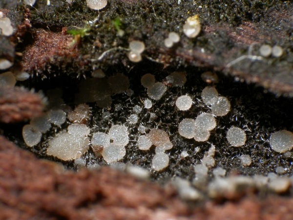 :-Strossmayeria basitricha