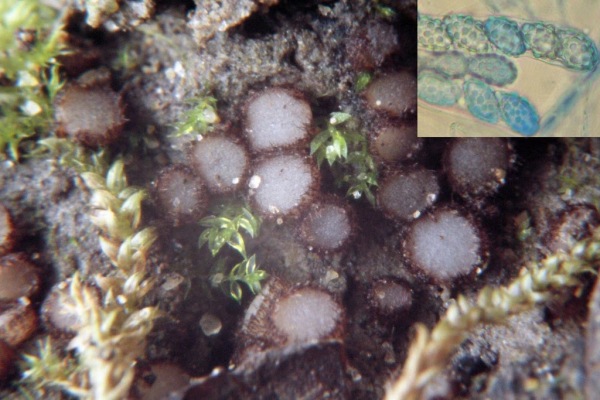 : Borstling-Trichophaea paludosa