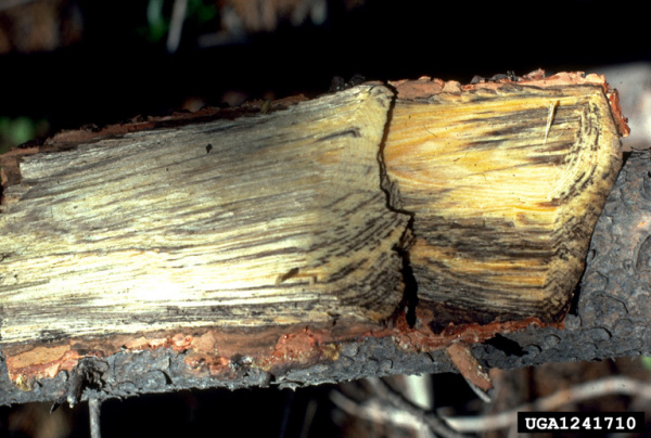 :-Atropellis piniphila