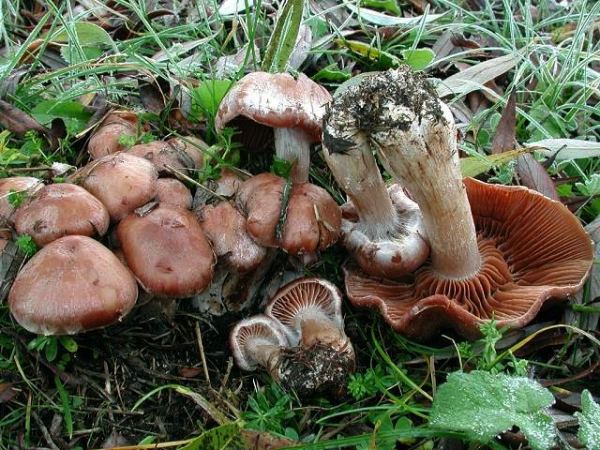 Weidendickfuss-Cortinarius urbicus