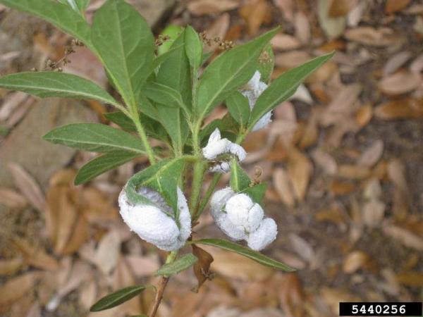 Preiselbeer-Nacktbasidie-Exobasidium vaccinii
