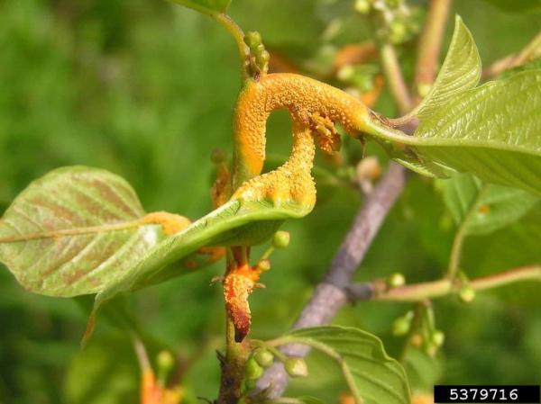 Kreuzdornrost-Puccinia coronata