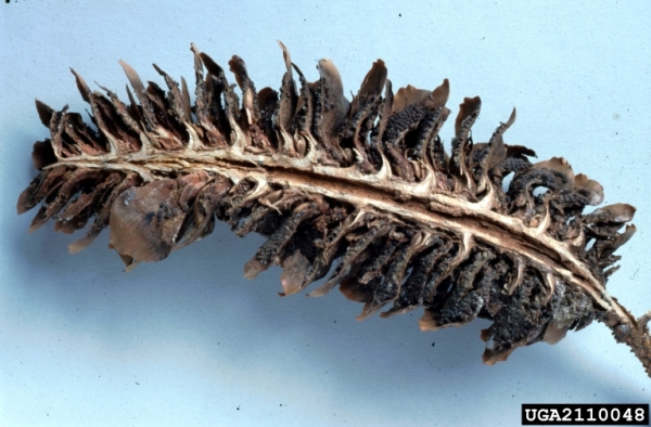 Fichtenzapfenschwarzrost-Pucciniastrum areolatum