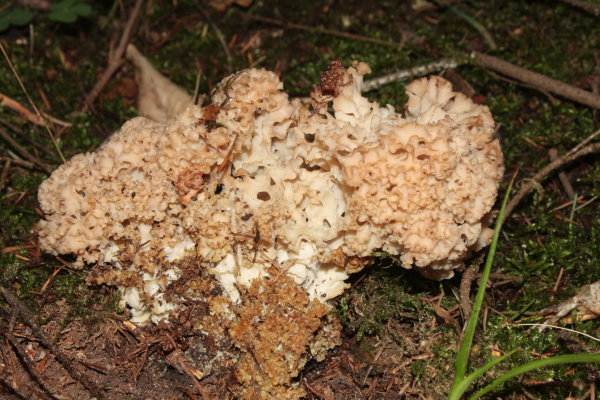Krause Glucke-Sparassis crispa