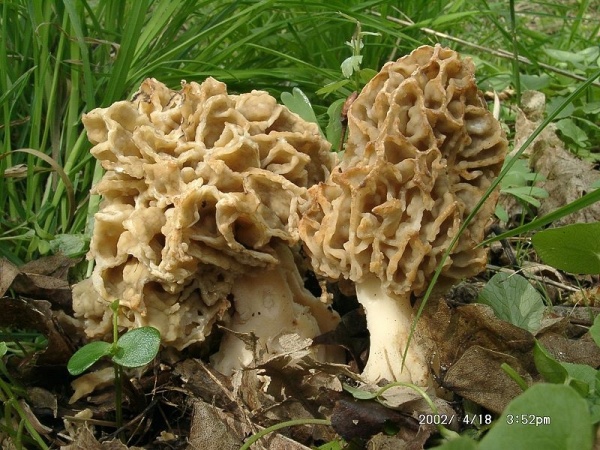 Speisemorchel-Morchella esculenta