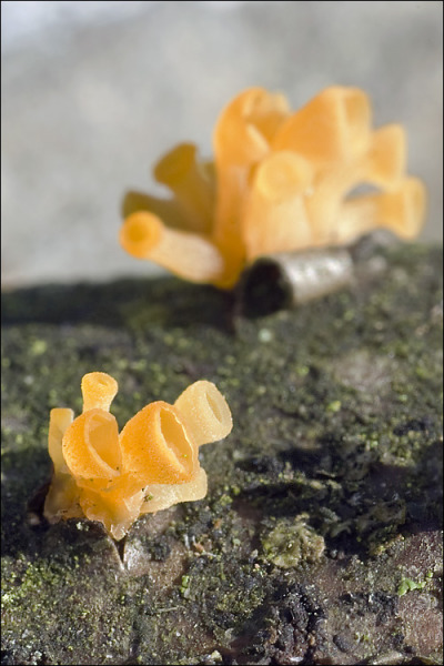 Becherförmiger Haargallertpilz-Guepiniopsis buccina