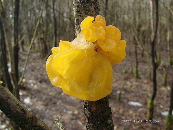 Goldgelber Zitterling-Tremella mesenterica