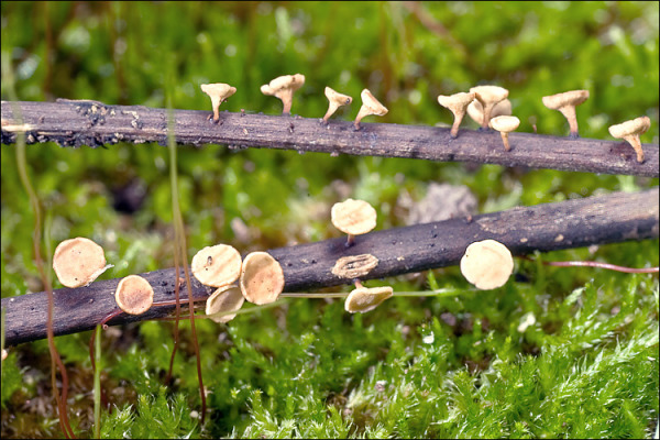 Ockergelber Stromabecherling-Lanzia luteovirescens