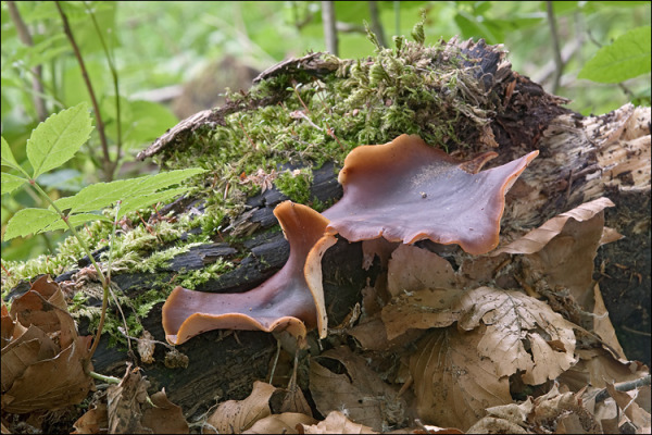Kastanienbrauner Stielporling-Picipes badius