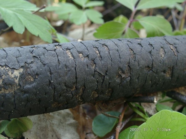 Flächiges Eckenscheibchen-Diatrype stigma