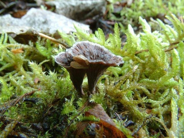 : Lederkoralle-Thelephora caryophyllea