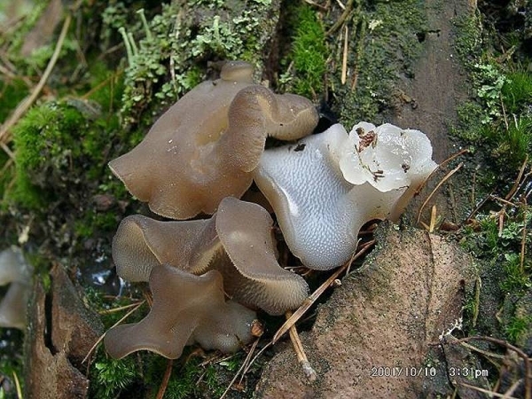 Gallertstacheling-Pseudohydnum gelatinosum
