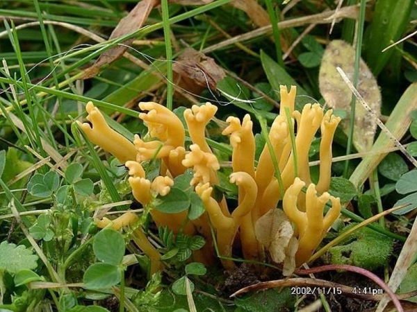 Geweihförmige Wiesenkeule-Clavulinopsis corniculata