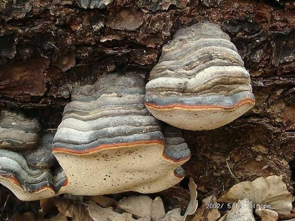 Rotrandiger Baumschwamm-Fomitopsis pinicola