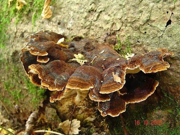 Schwarzgebänderter Harzporling-Ischnoderma benzoinum
