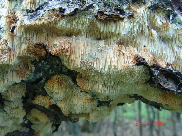 Krustenförmiger Stachelbart-Sarcodontia crocea