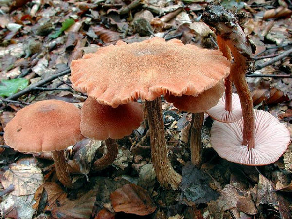 Braunstieliger Lacktrichterling-Laccaria proxima